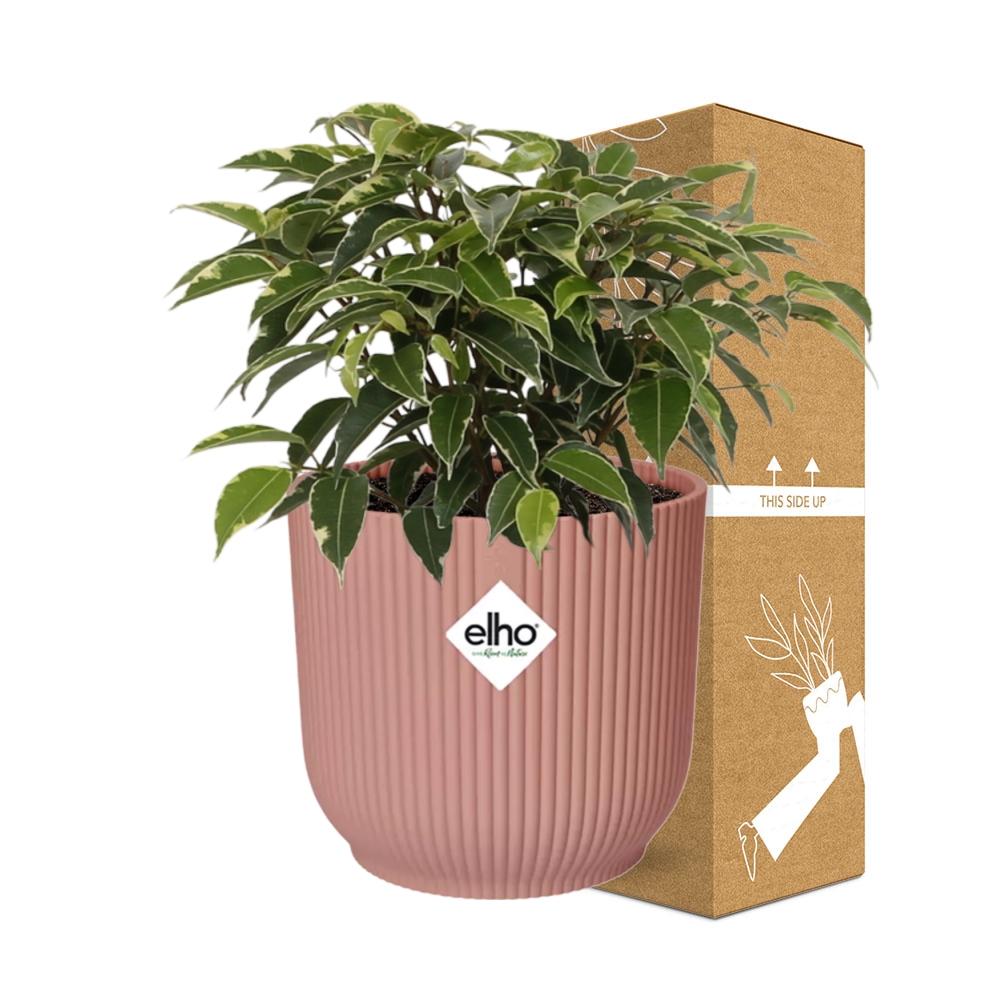 Ficus Benjamina Kinky in ELHO Vibes Fold 14cm roze