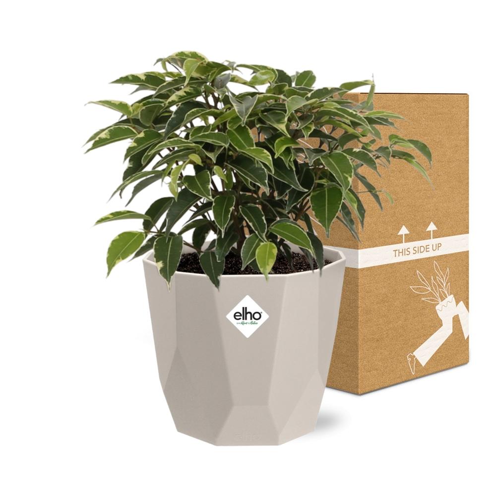 Ficus Benjamina Kinky in ELHO b.for rock 14 cm warm grey