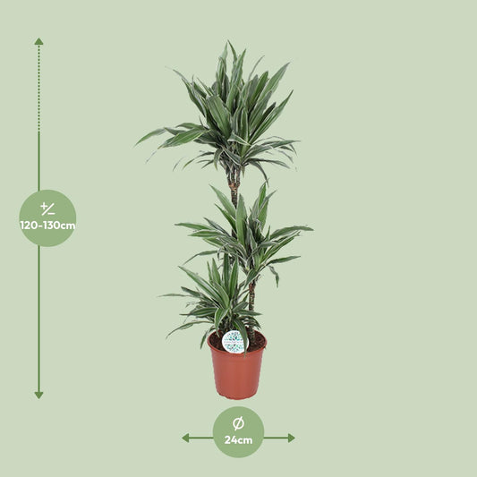 Dracaena Warneckei - Ø24cm - ↕125cm