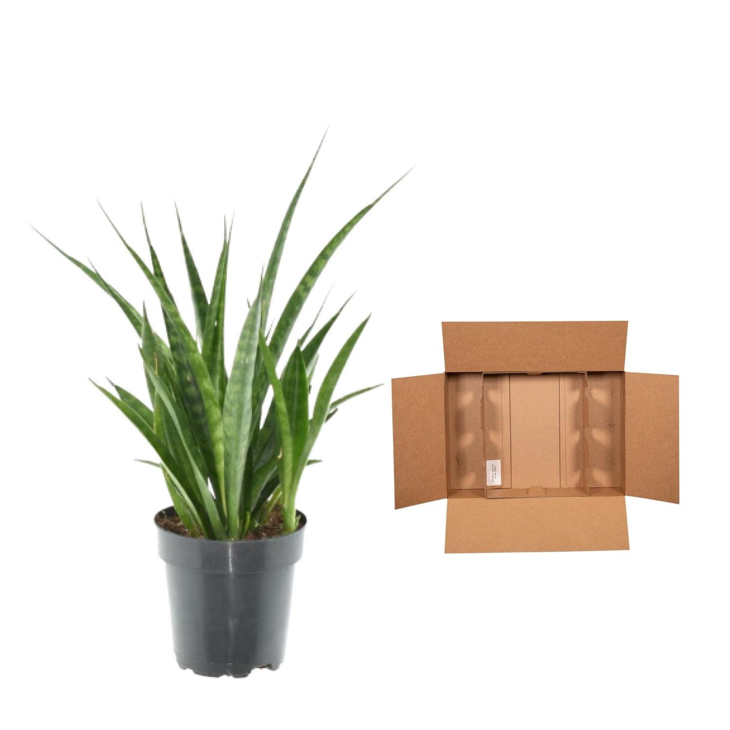 Bogenhanf Kirkii 3er Set – Exotische, pflegeleichte Zimmerpflanzen