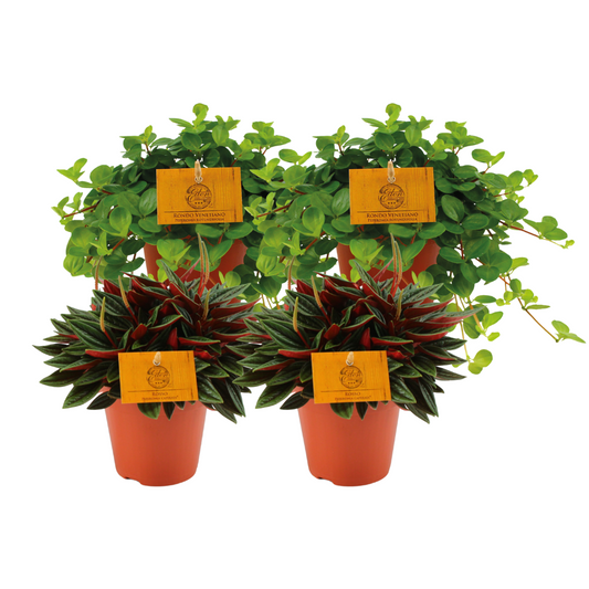 2x Peperomia Rosso + 2x Peperomia Rotundifolia - 4 stuks - Ø12cm - ↕20cm