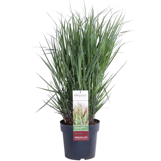 Panicum virgatum Cheyenne Sky - Ø23cm - ↕60cm - Ø23 - ↨60cm