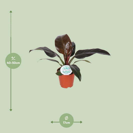 Philodendron Imperial Red - Ø17cm - ↕50cm