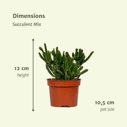 Sukkulenten Mix- 6 Stücke - Ø10,5cm - ↕12 cm