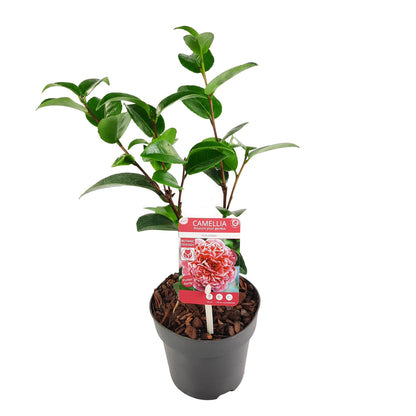 Camellia jap. 'Volunteer' - Ø13cm - ↕20cm
