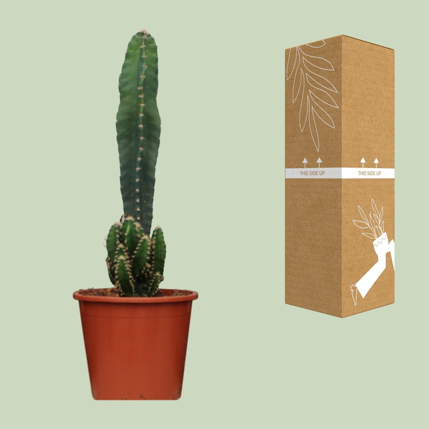 Cereus Peruvianus Florida - Ø17cm - ↕75cm