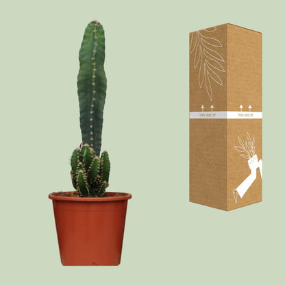 Cereus Peruvianus Florida - Ø17cm - ↕75cm