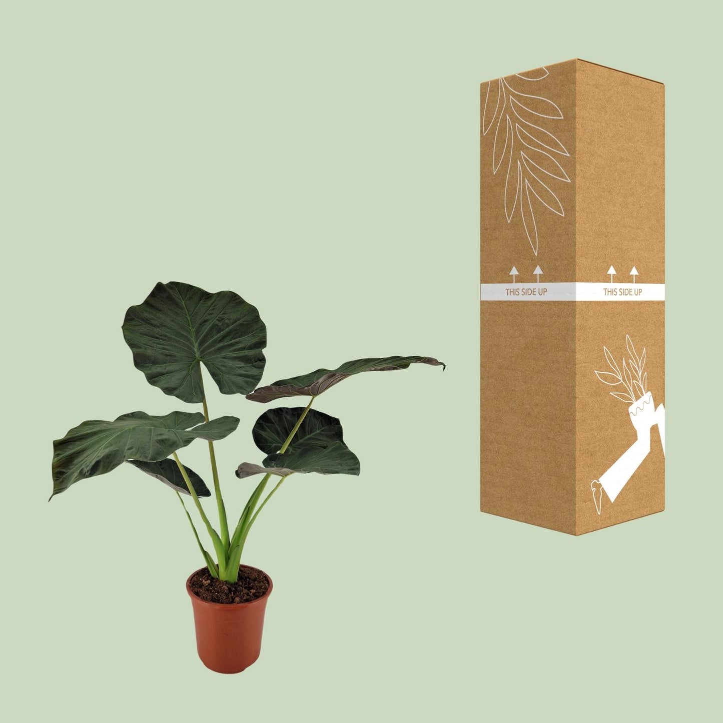 Alocasia Regal Shield - Ø27cm - ↕100cm