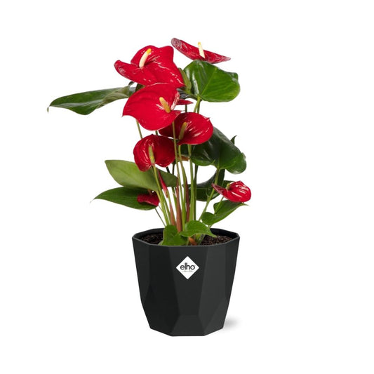 Anthurium Red 12cm in 14cm b.for rock living black