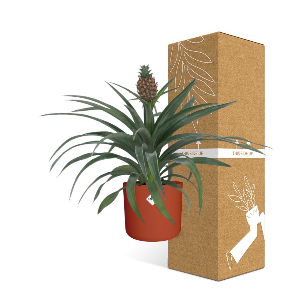 Ananas Mi Amigo 12 Cm Pot in ELHO b.for soft rond 14cm brique