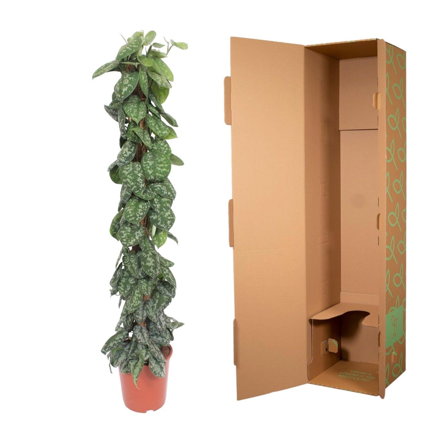Efeutute 'Trebie' am Moosstab – 160 cm Zimmerpflanze