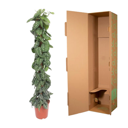 Efeutute 'Trebie' am Moosstab – 160 cm Zimmerpflanze
