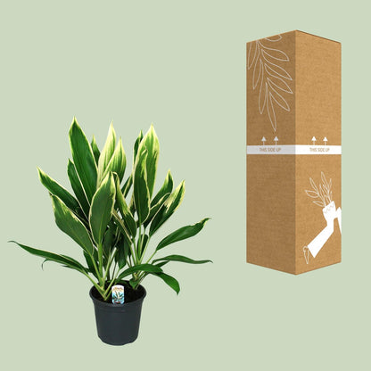 Cordyline New Conga - Ø19cm - ↕60cm