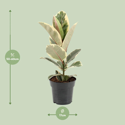 Ficus Elastica Tineke - Ø17cm - ↕55cm