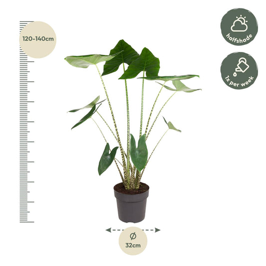 Alocasia Zebrina 130 cm – Exotische Zebrapflanze für stilvolle Räume