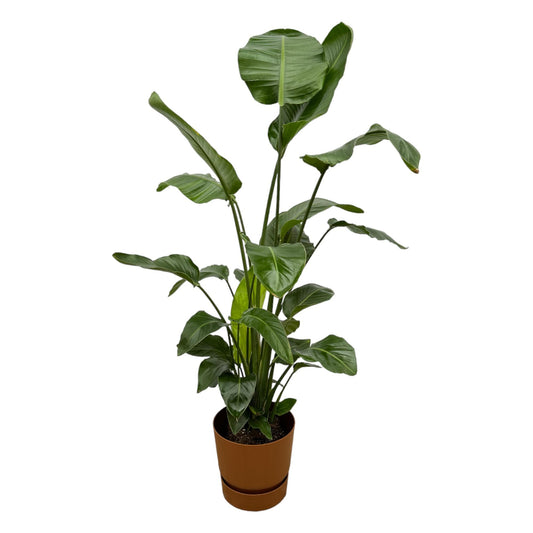 Weiße Paradiesvogelblume 160 cm mit Topf – Tropisches Design