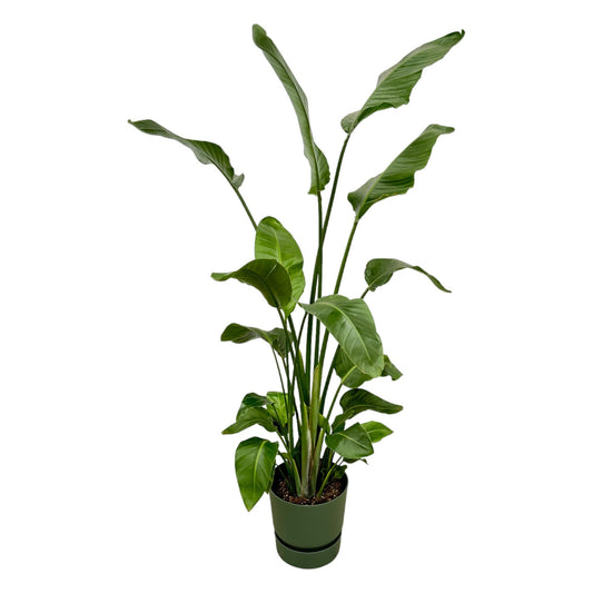 Weiße Paradiesvogelblume – Exotische Zimmerpflanze 180 cm