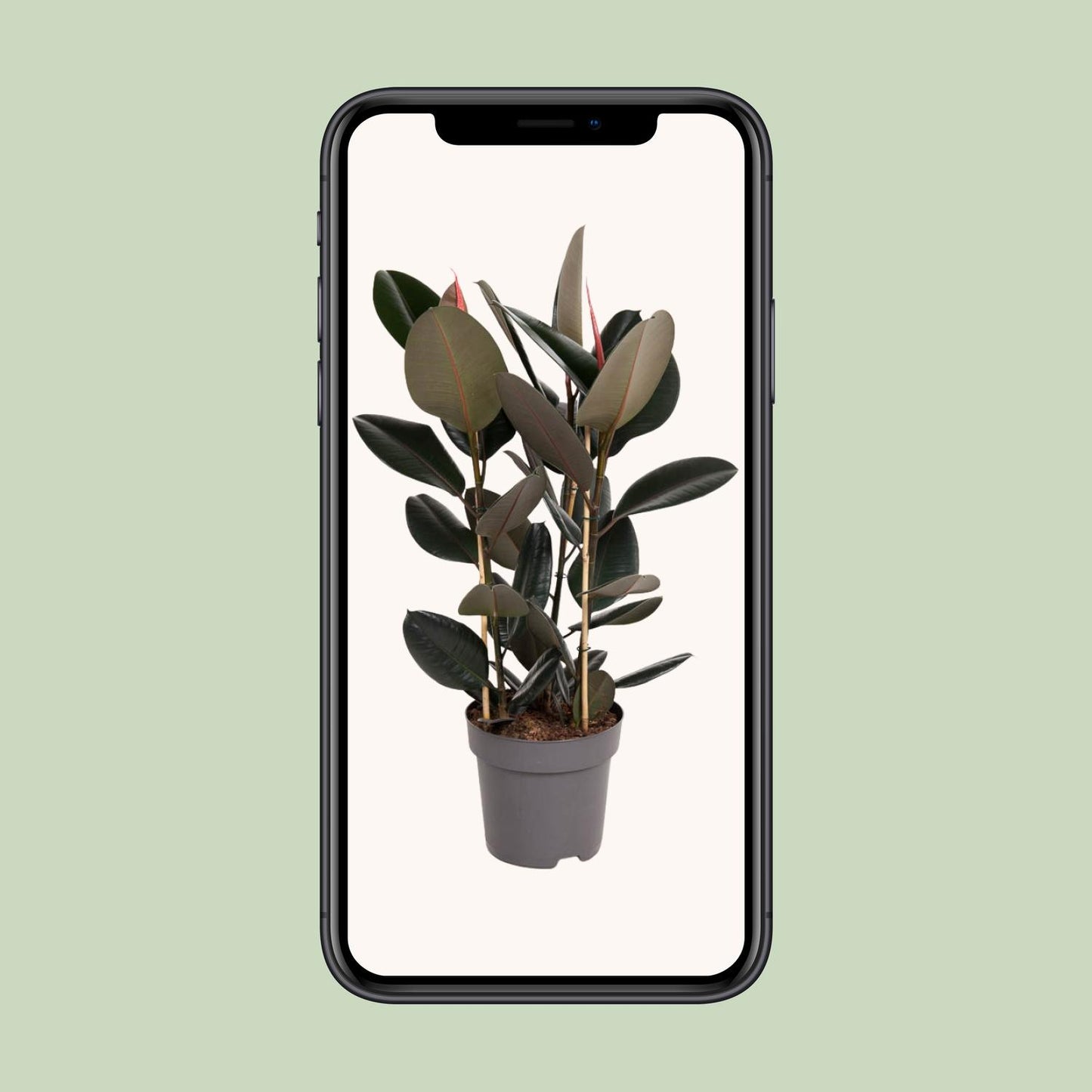 Ficus Elastica Abidjan - Ø27cm - ↕90cm