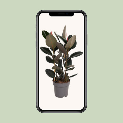 Ficus Elastica Abidjan - Ø27cm - ↕90cm