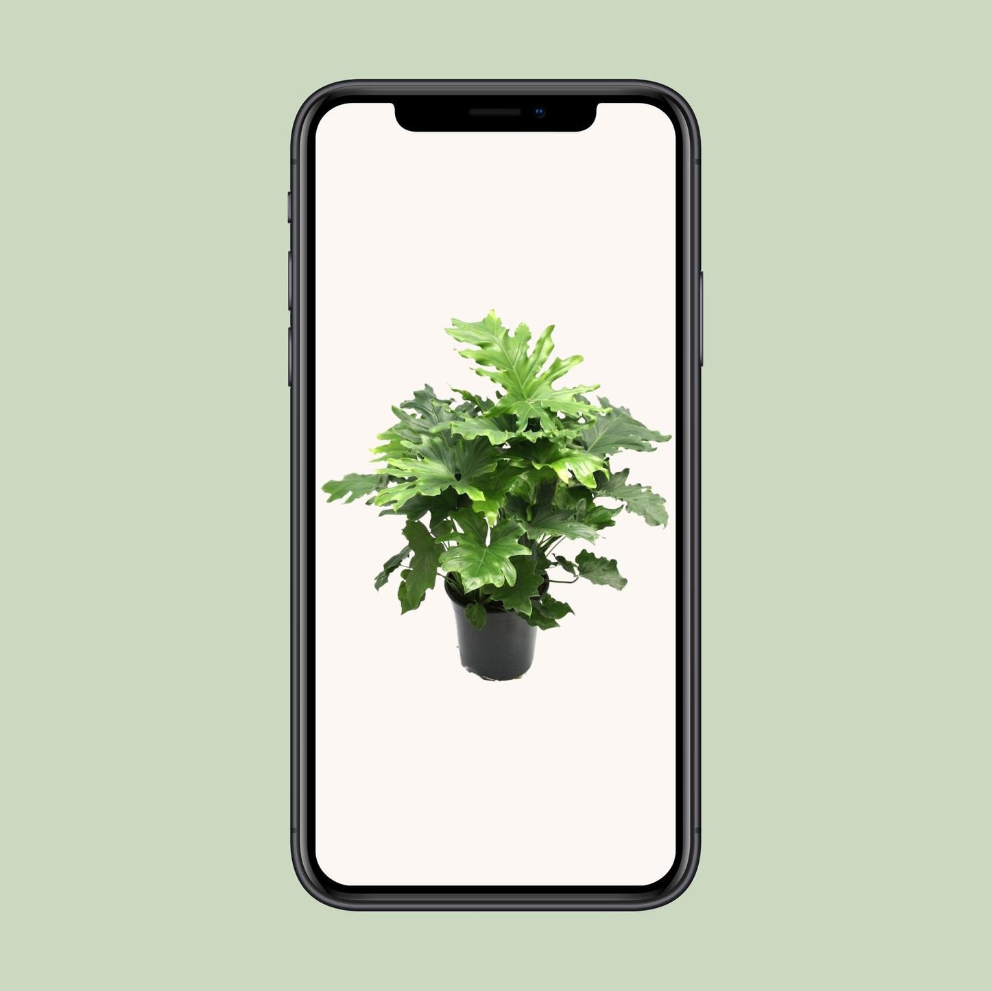 Philodendron Xanadu - Ø21cm - ↕80cm