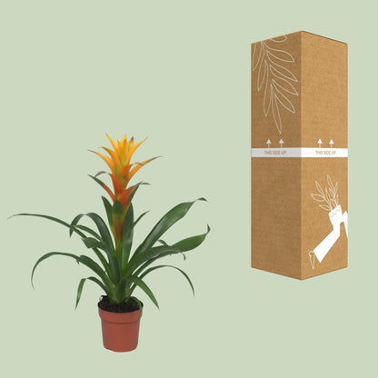 Guzmania Solara - Ø12cm - ↕50cm