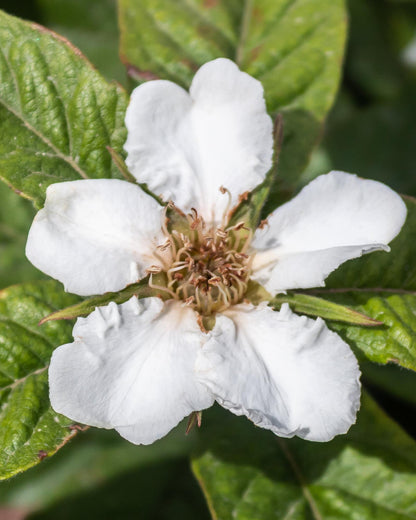 Mespilus germanica 'Westerfield' - Ø23cm - ↕120cm