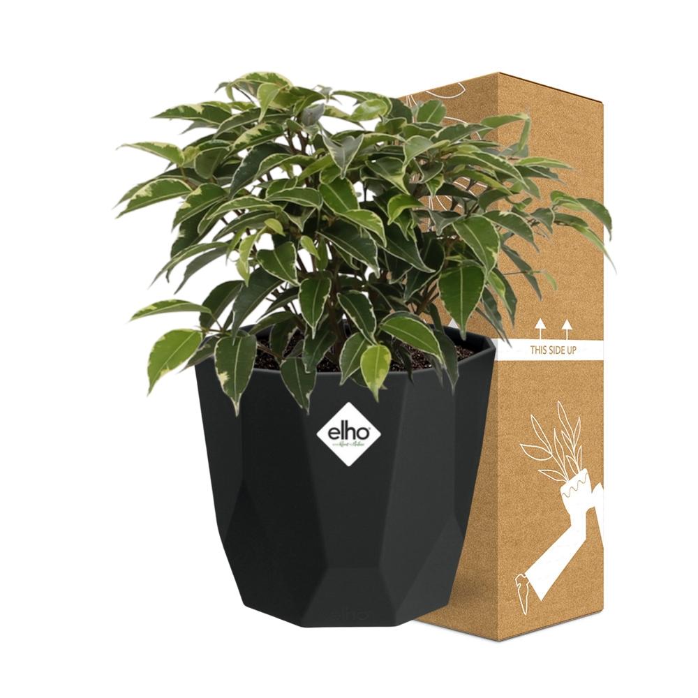 Ficus Benjamina Kinky in 14cm b.for rock living black