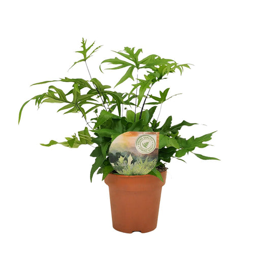 Doryopteris Pedata - Ø12cm - ↕35cm