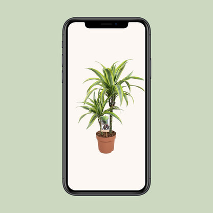 Dracaena Lemon Lime - Ø17cm - ↕60cm