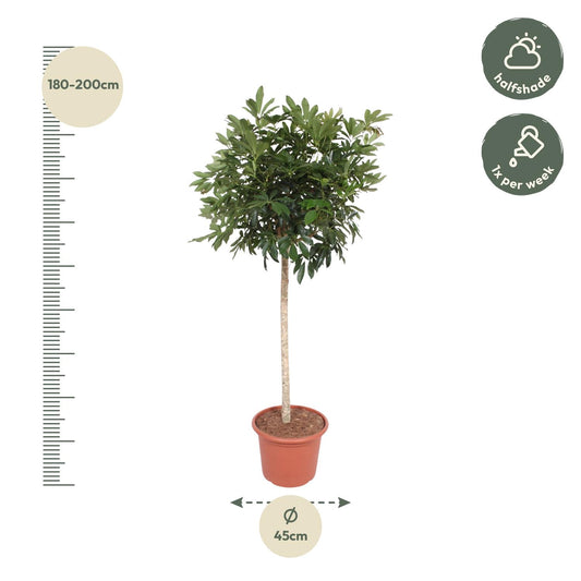 Strahlenaralie Compacta – 190 cm pflegeleichte Zimmerpflanze