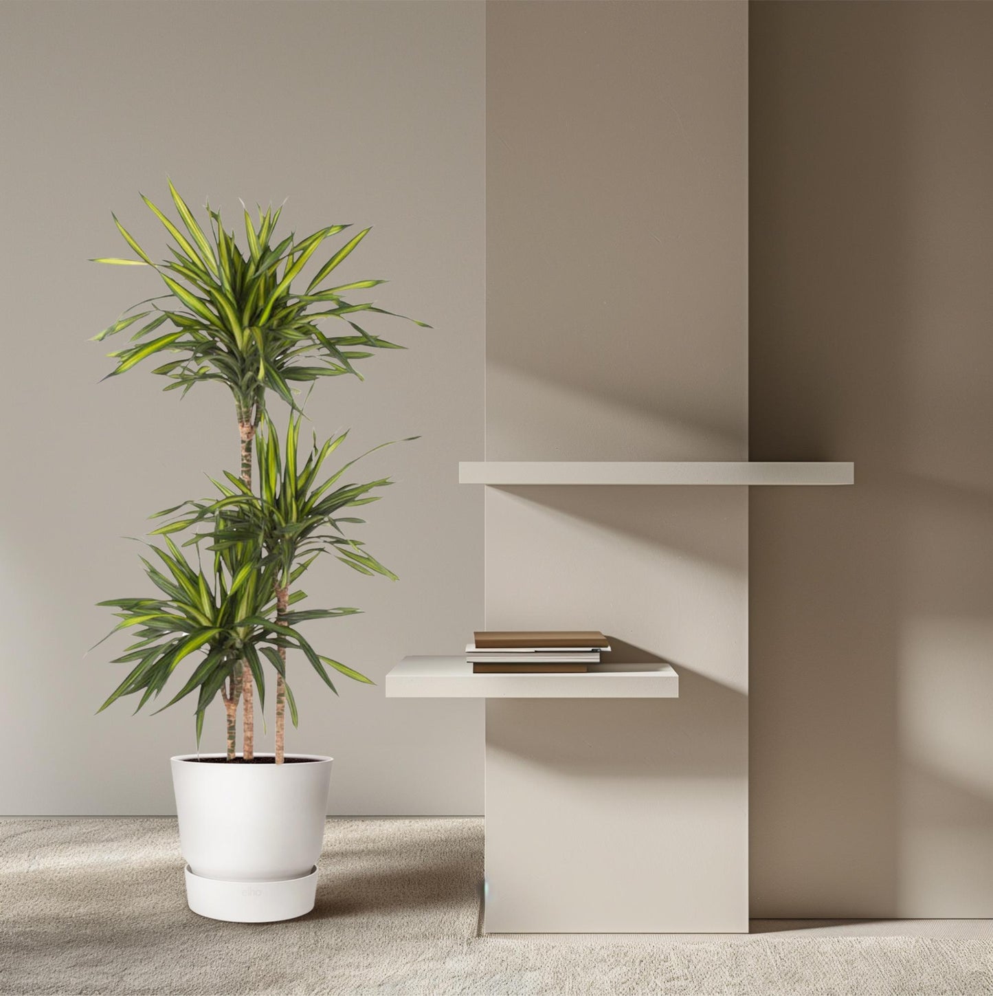 Drachenbaum Riki 140 cm – Stilvolle & pflegeleichte Zimmerpflanze