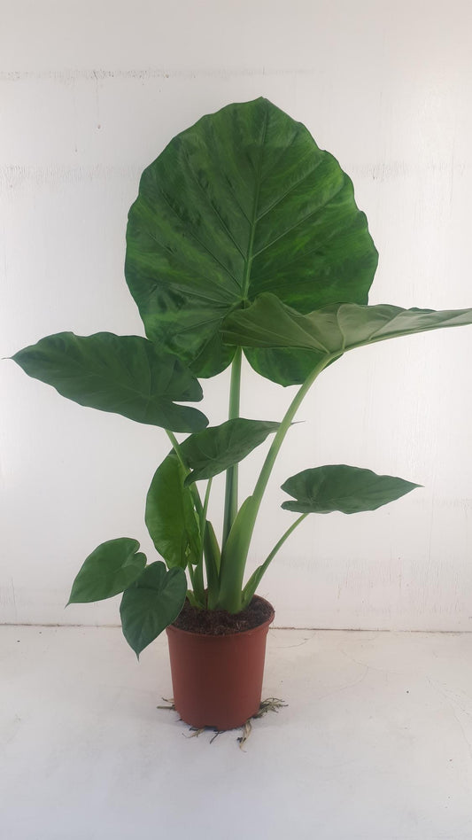 Alocasia Macrorrhiza - Ø19cm - ↕90cm