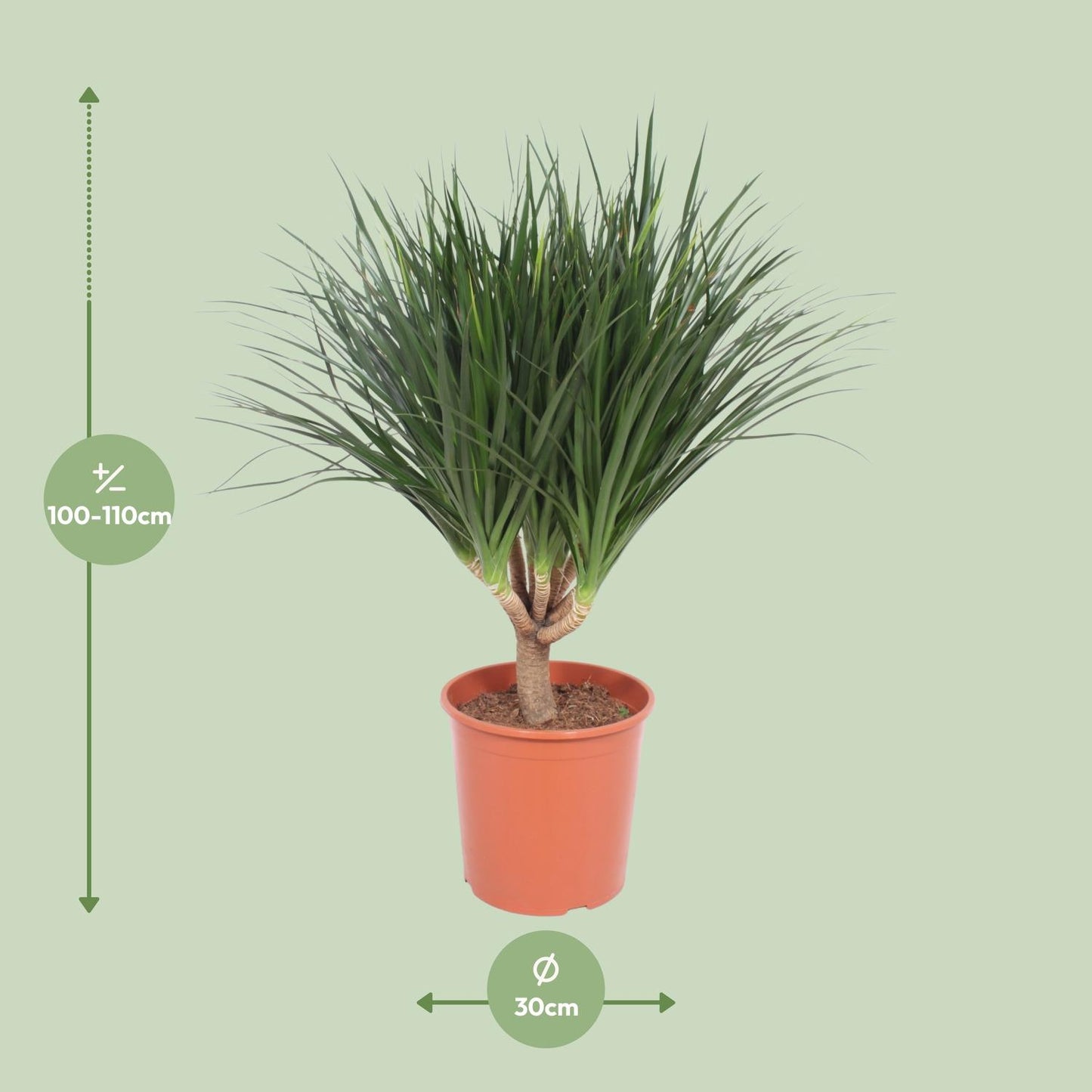 Dracaena Draco - Ø30cm - ↕110cm