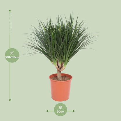 Dracaena Draco - Ø30cm - ↕110cm