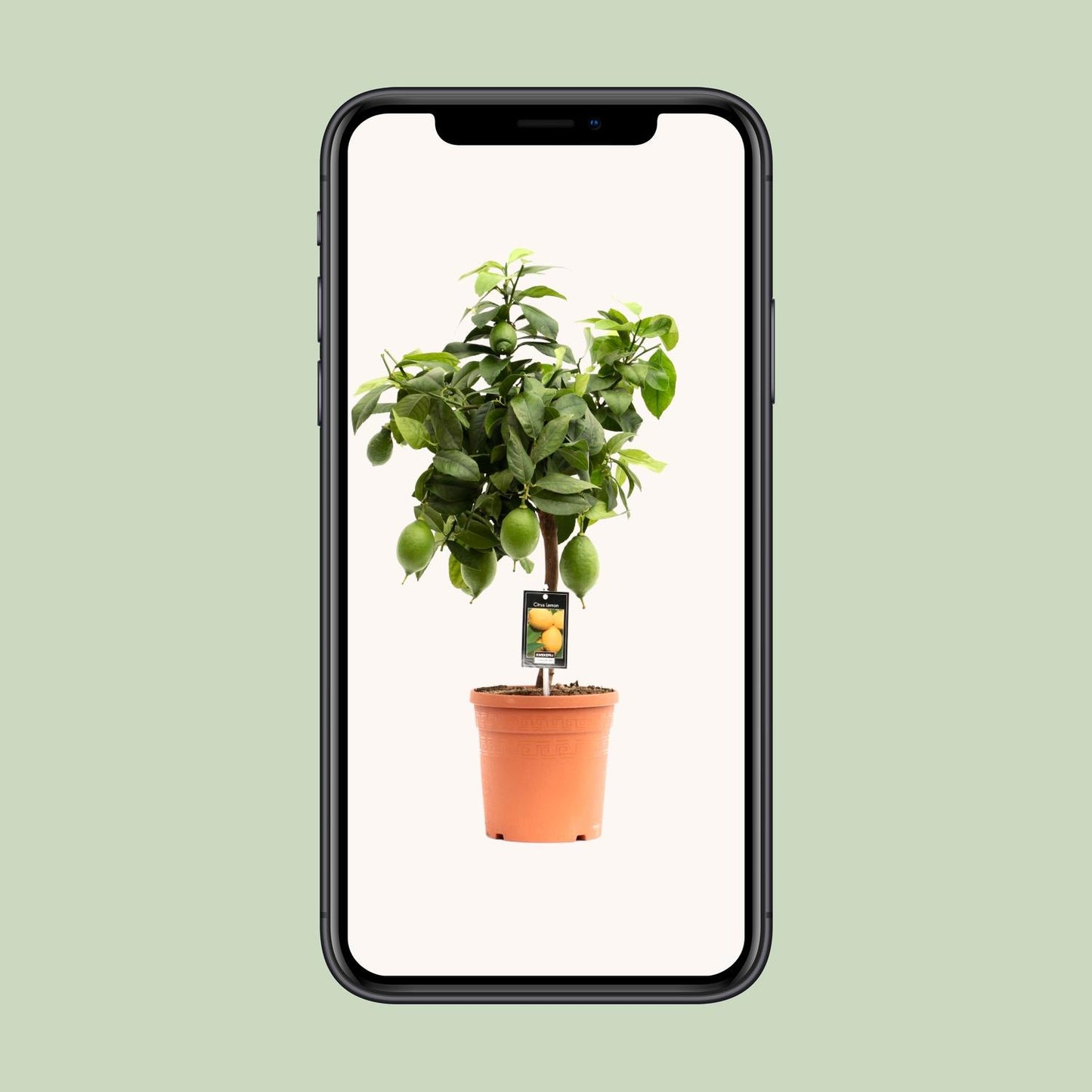 Citrus Lemon - Ø19cm - ↕70cm