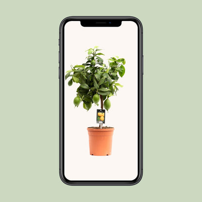 Citrus Lemon - Ø19cm - ↕70cm
