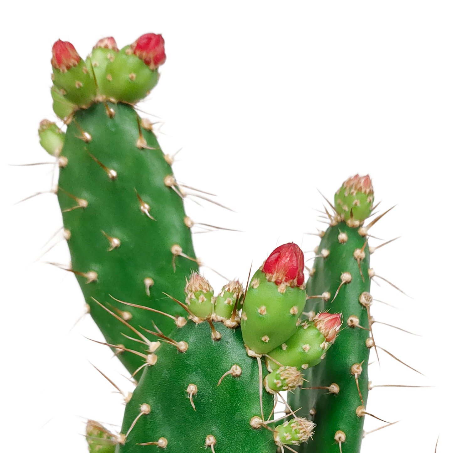 Feigenkaktus Opuntia quitensis mit oranger Blüte – pflegeleicht
