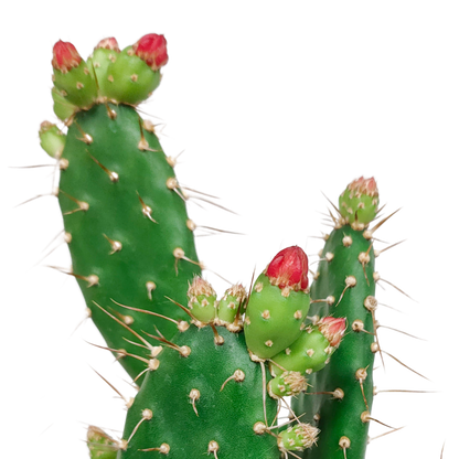 Feigenkaktus Opuntia quitensis mit oranger Blüte – pflegeleicht