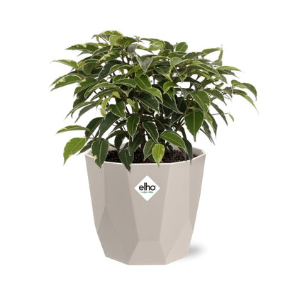 Ficus Benjamina Kinky in ELHO b.for rock 14 cm warm grey