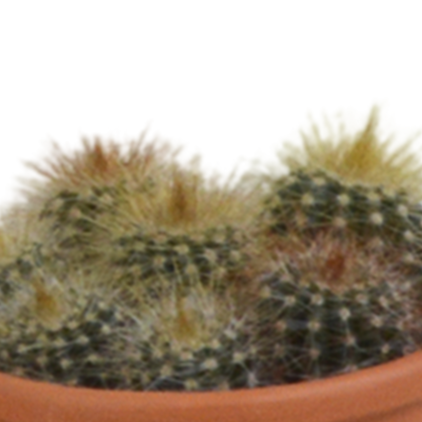Kakteenmischung 5,5 cm - 5x - in terracotta pot