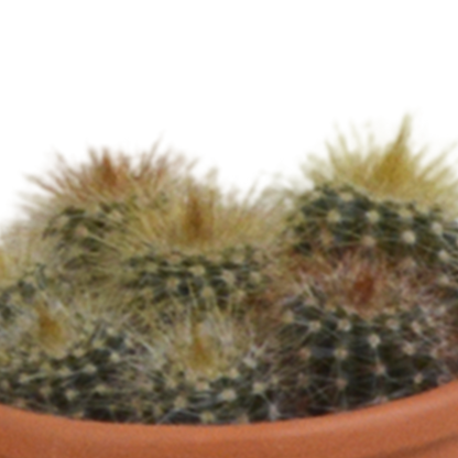 Kakteenmischung 5,5 cm - 5x - in terracotta pot