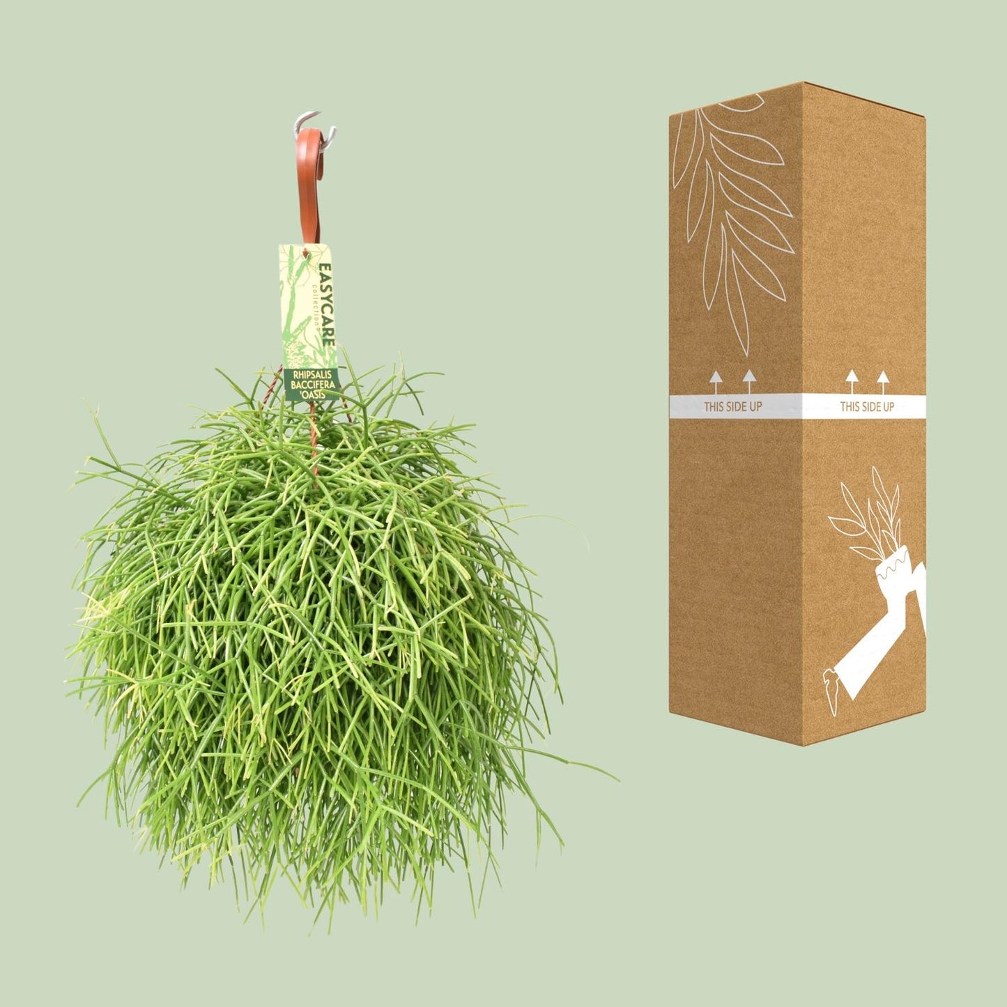 Rhipsalis Baccifera Oasis - Ø17 ↕35