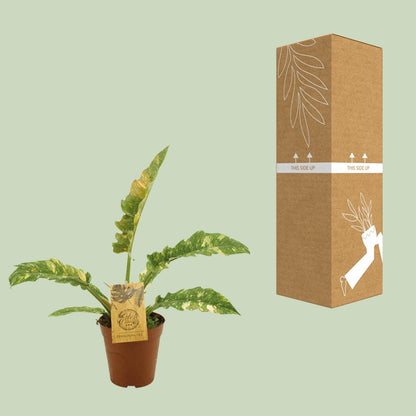 Philodendron Ring Of Fire - Ø15cm - ↕50cm