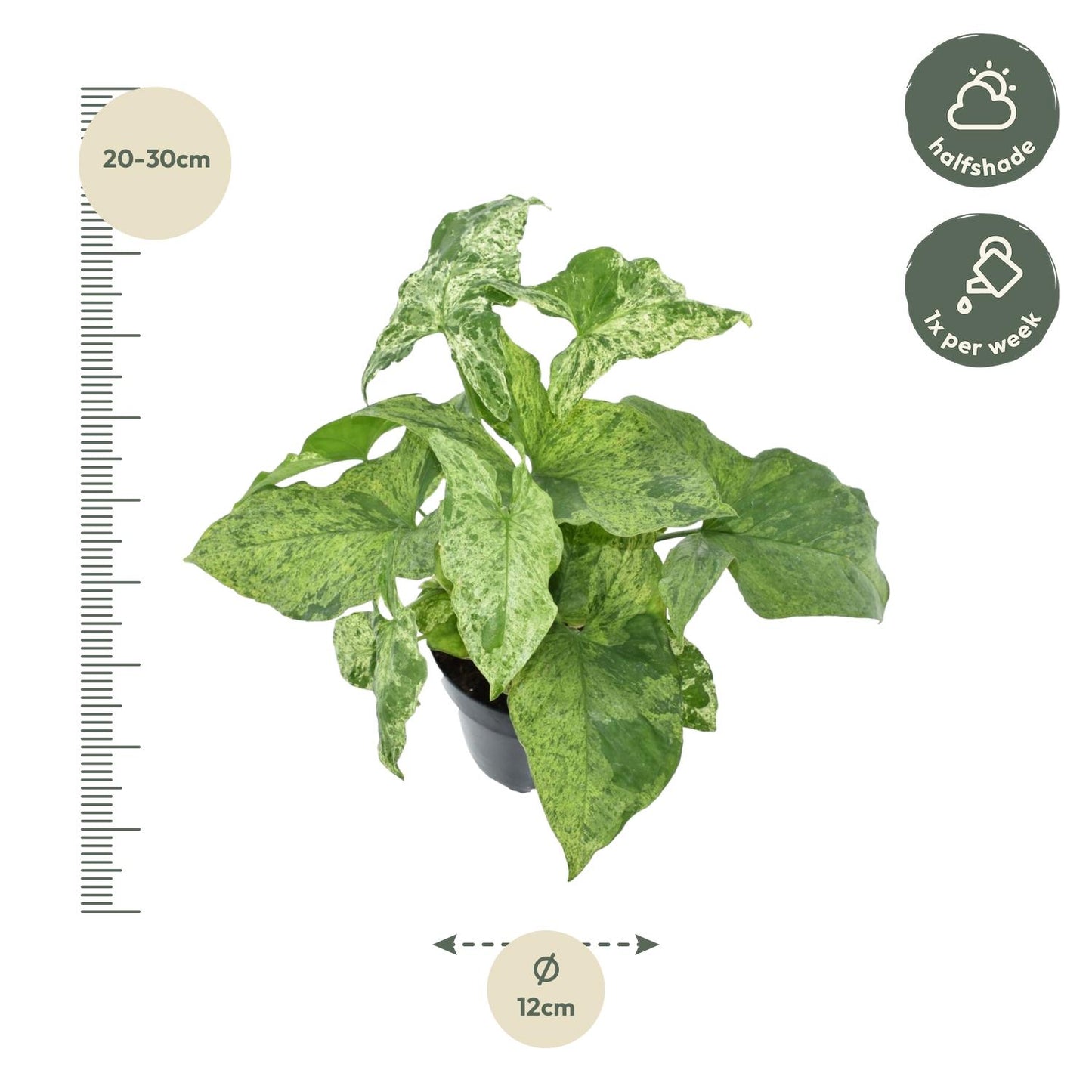 Purpurtute 'Mottled' – Exotische Zimmerpflanze 25 cm