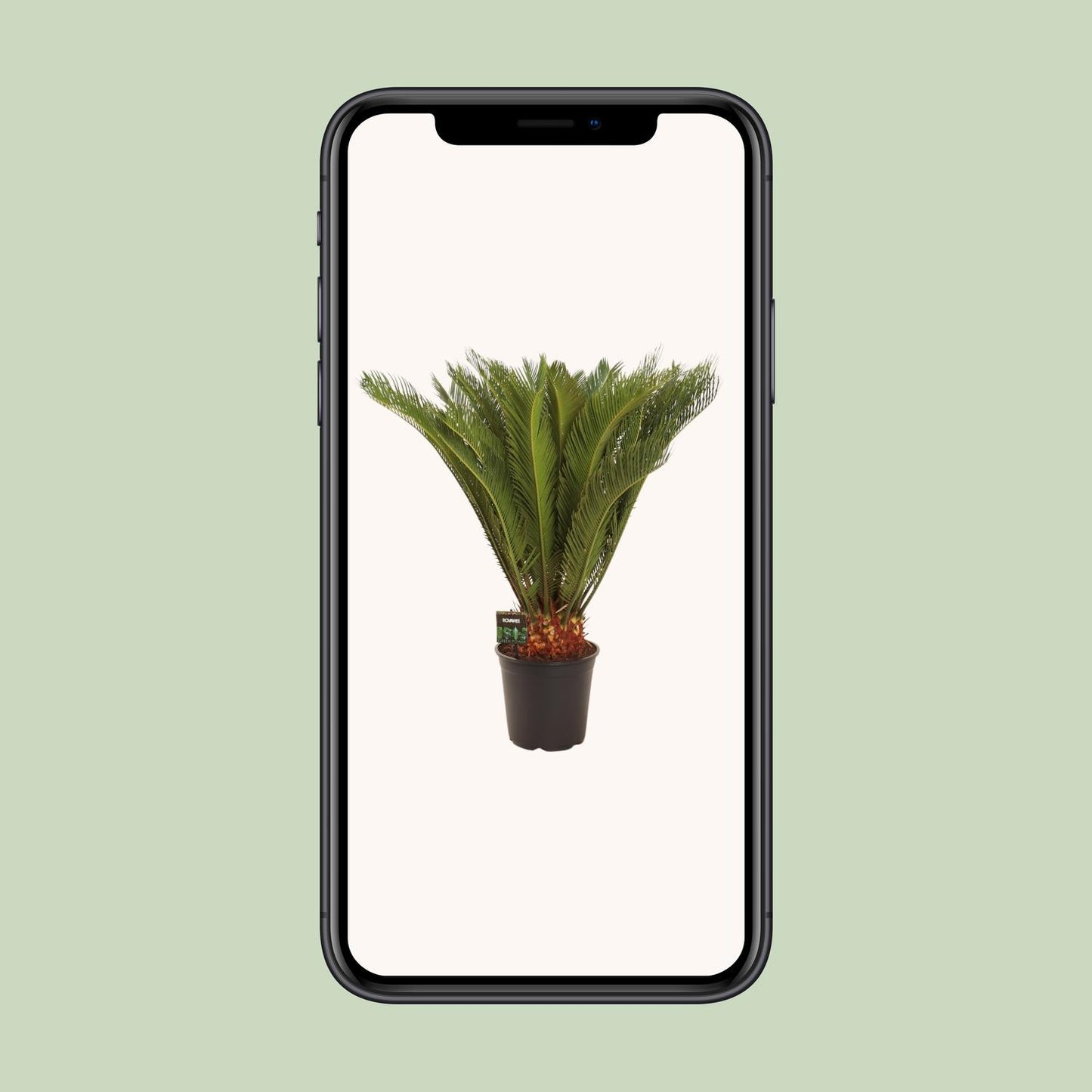 Cycas Revoluta - Ø24 ↕90