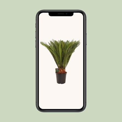 Cycas Revoluta - Ø24 ↕90