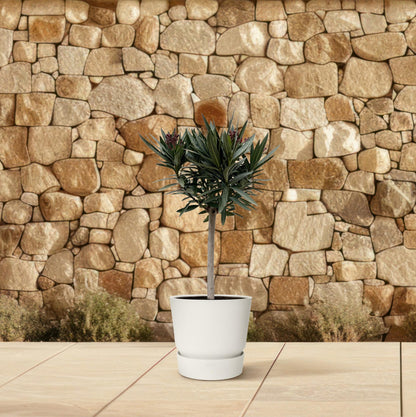Rosa Oleander Stämmchen – Mediterrane Kübelpflanze 90 cm