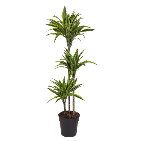 Drachenbaum 'Lemon Lime' – 130 cm pflegeleichte Zimmerpflanze