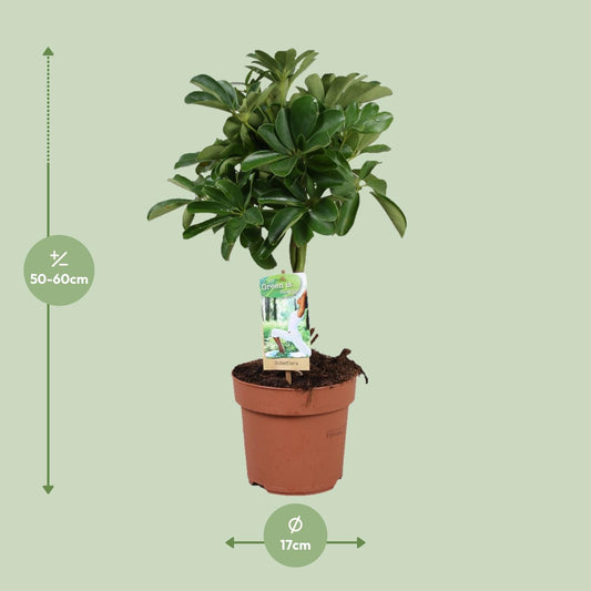 Schefflera Nora - Gevlochten Stam - Ø17cm - ↕60cm