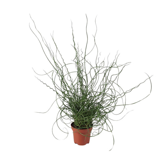 Juncus Effusus Spiralis - Ø12cm - ↕30cm